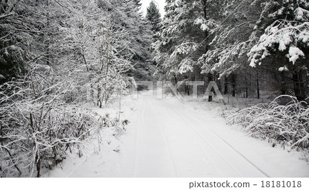 the winter road in the wood   18181018