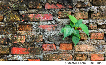 plant growing up on red brick wall 18181055