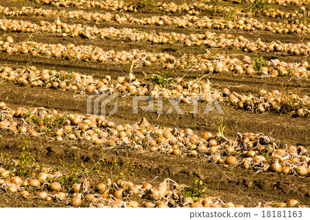 the onion field the onion field 18181163