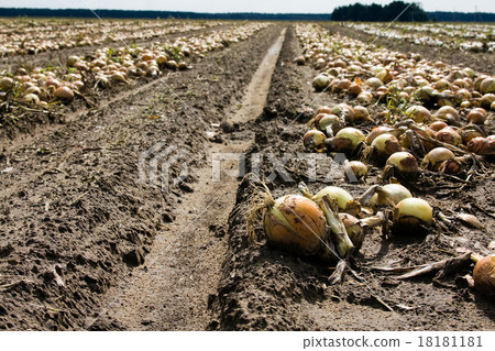 grown onions 18181181