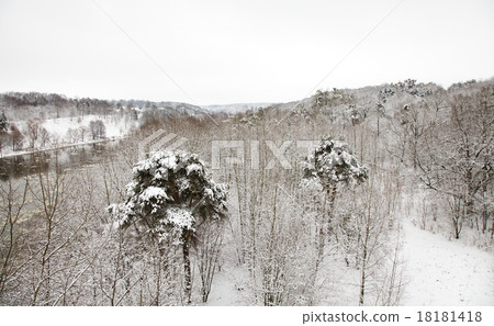 forest in winter forest in winter 18181418