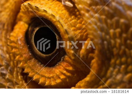 Eye of a Bearded Dragon 18181614