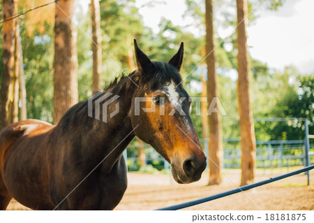 Close Up Of Brown Horse In Farm Paddock Close Up Of Brown Horse In Farm Paddock 18181875