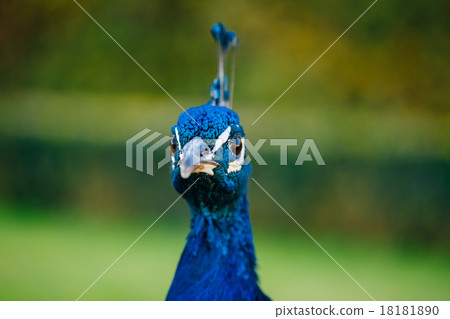 Indian peafowl or blue peafowl 18181890