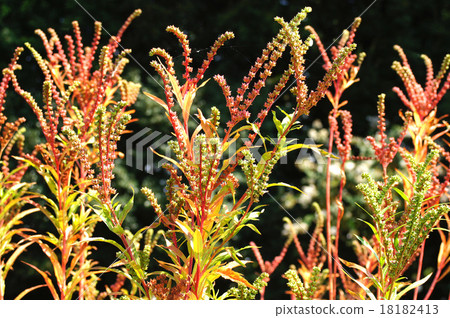 Taconoashi Taconoashi 18182413