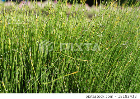 Chishima Himekkusa 18182438