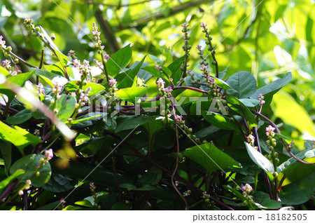 Tsurumurasaki 18182505