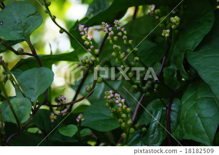 Tsurumurasaki 18182509