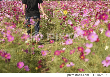 Cosmos Cosmos 18182593
