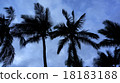 coconut palm tree, palm tree, palm-tree 18183188