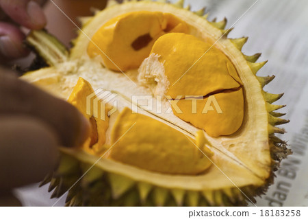 Taking Durian Flesh 18183258