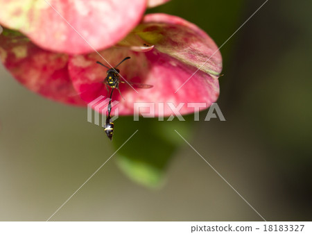 Wasp on Euphorbia Elegans Petal 18183327