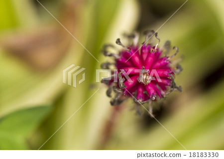 Match-like Flower 18183330