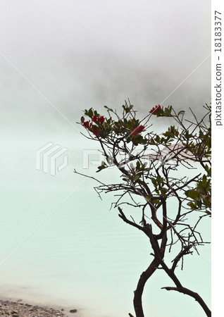 Flowering Tree and Volcanic Crater Flowering Tree and Volcanic Crater 18183377