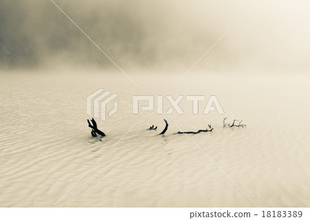 Driftwood in Foggy Lake 18183389
