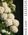 White flower Kodemari 18183526