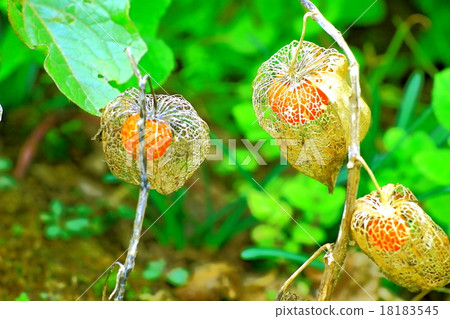 Hozuki的枯萎網 Hozuki的枯萎網 18183545