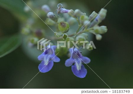 Natural plant It is an evergreen shrub that clams on a beach and coastal sand. Fruits and leaves are crude drugs 18183749