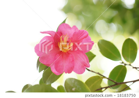 Sasanqua Sasanqua 18183750