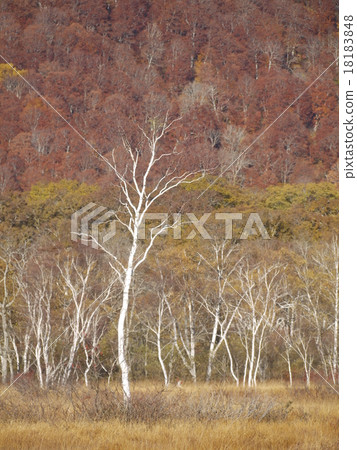 Ozegahara of late autumn 18183848