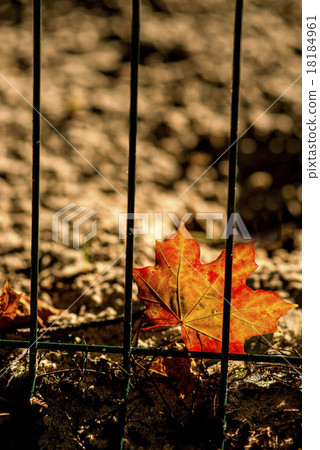 autumnal painted maple leaf behind a fence autumnal painted maple leaf behind a fence 18184961