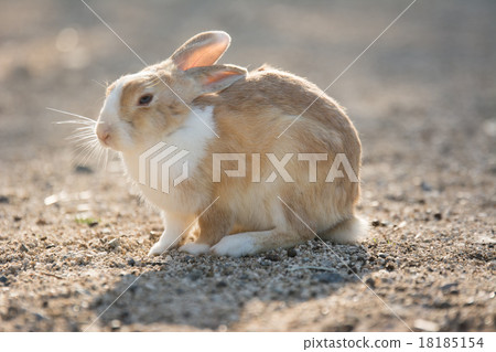 Okunojima rabbit 18185154