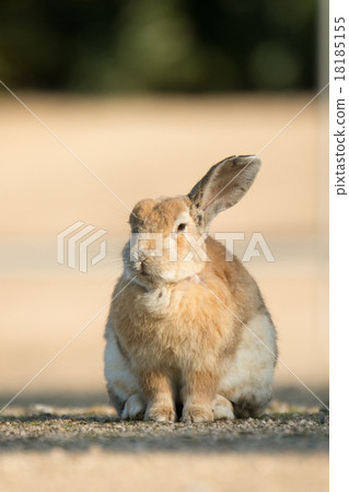 Okunojima rabbit 18185155