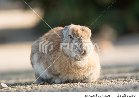 Okunojima rabbit 18185156