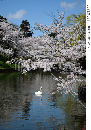 Sakura and swan Sakura and swan 18185205