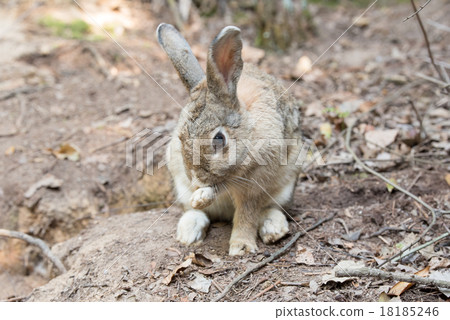 Okunojima rabbit 18185246