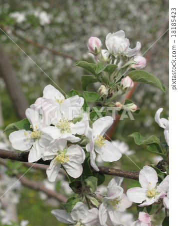 Apple flowers 18185423