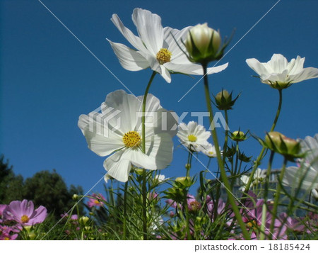 White autumn flowers in blue sky Cosmos 18185424