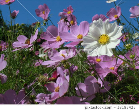White and pink autumn flowers in blue sky Cosmos White and pink autumn flowers in blue sky Cosmos 18185425