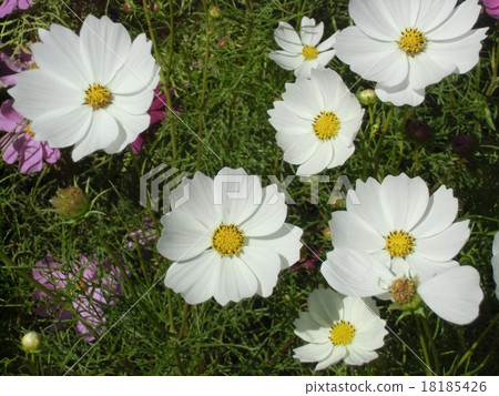 White Autumn Flower Cosmos 18185426