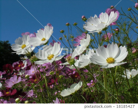 White autumn flowers in blue sky Cosmos 18185427