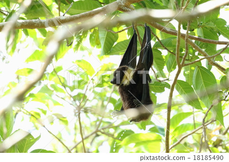 生物哺乳動物Yaeyama飛行蝙蝠,男性。如果你在森林裡看到這件衣服,請逃脫! ! 生物哺乳動物Yaeyama飛行蝙蝠,男性。如果你在森林裡看到這件衣服,請逃脫! ! 18185490