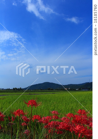 Rural landscape 18185760