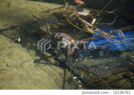 Mokugu crab in the basket 18186761