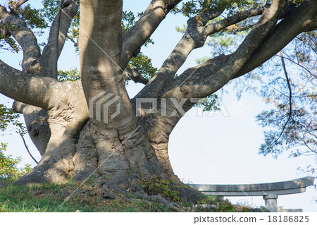 Big tree of enoki Akita ken Big tree of enoki Akita ken 18186825