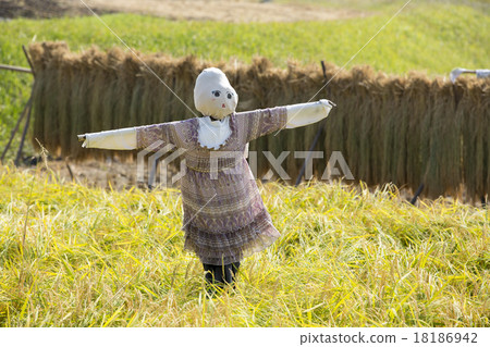 稻田的卡卡西 稻田的卡卡西 18186942