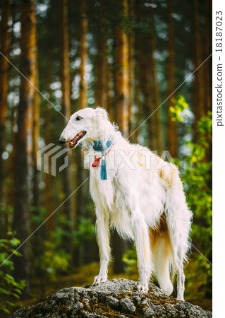 White Russian Borzoi, Hunting Dog standing on a White Russian Borzoi, Hunting Dog standing on a 18187023