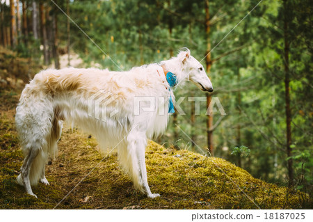 White Russian Dog, Borzoi, Hunting dog in Spring 18187025