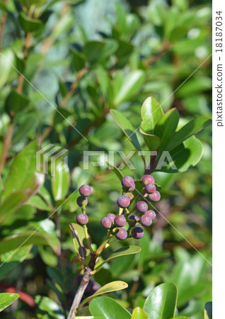 Sharimbai (wheat plum) fruit Sharimbai (wheat plum) fruit 18187034