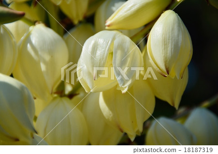 Itoran 18187319