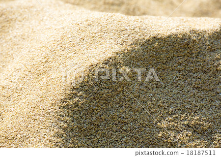 Rice husk of rice field Rice husk of rice field 18187511