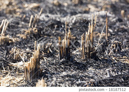 Grilled fields after harvesting 18187512
