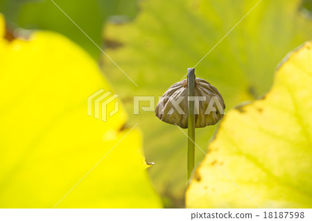 Lotus leaves that start to die 18187598