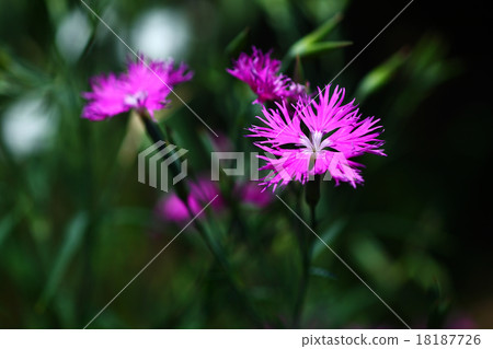 Nadesico紅色花 18187726