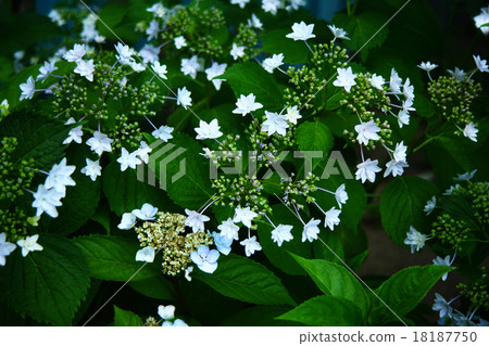 Sumida繡球花消防栓 Sumida繡球花消防栓 18187750