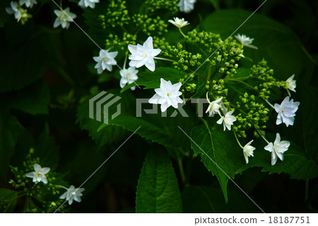 Sumida繡球花消防栓 Sumida繡球花消防栓 18187751